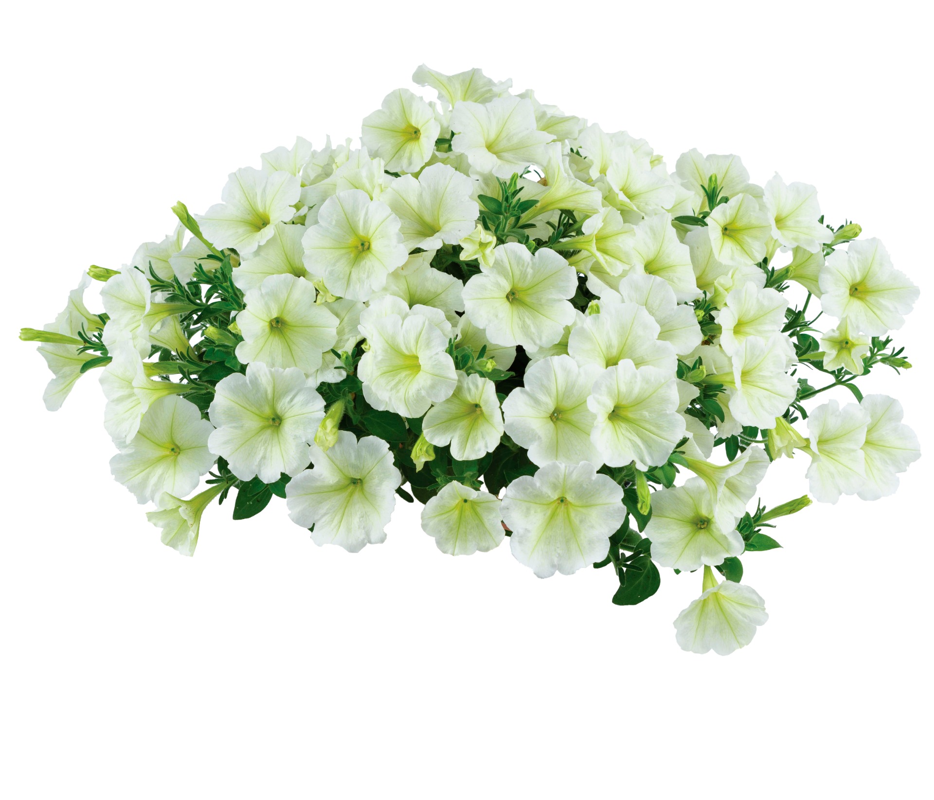 Cascadias Hint of Lime