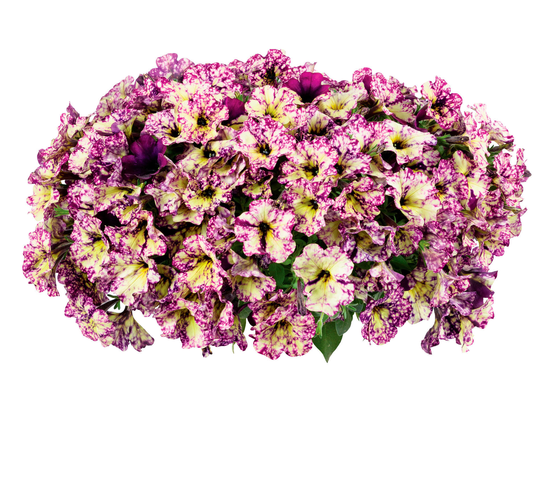 Splash Dance Magenta Mambo