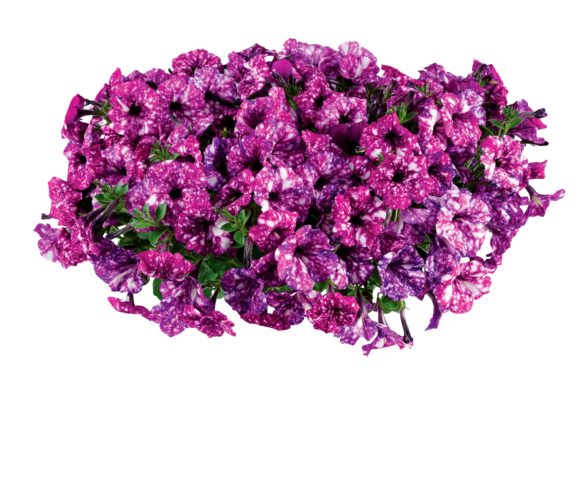 Splash Dance Purple Polka