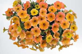 Cascadias Indian Summer