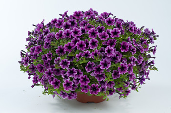 Littletunia Pink Vein