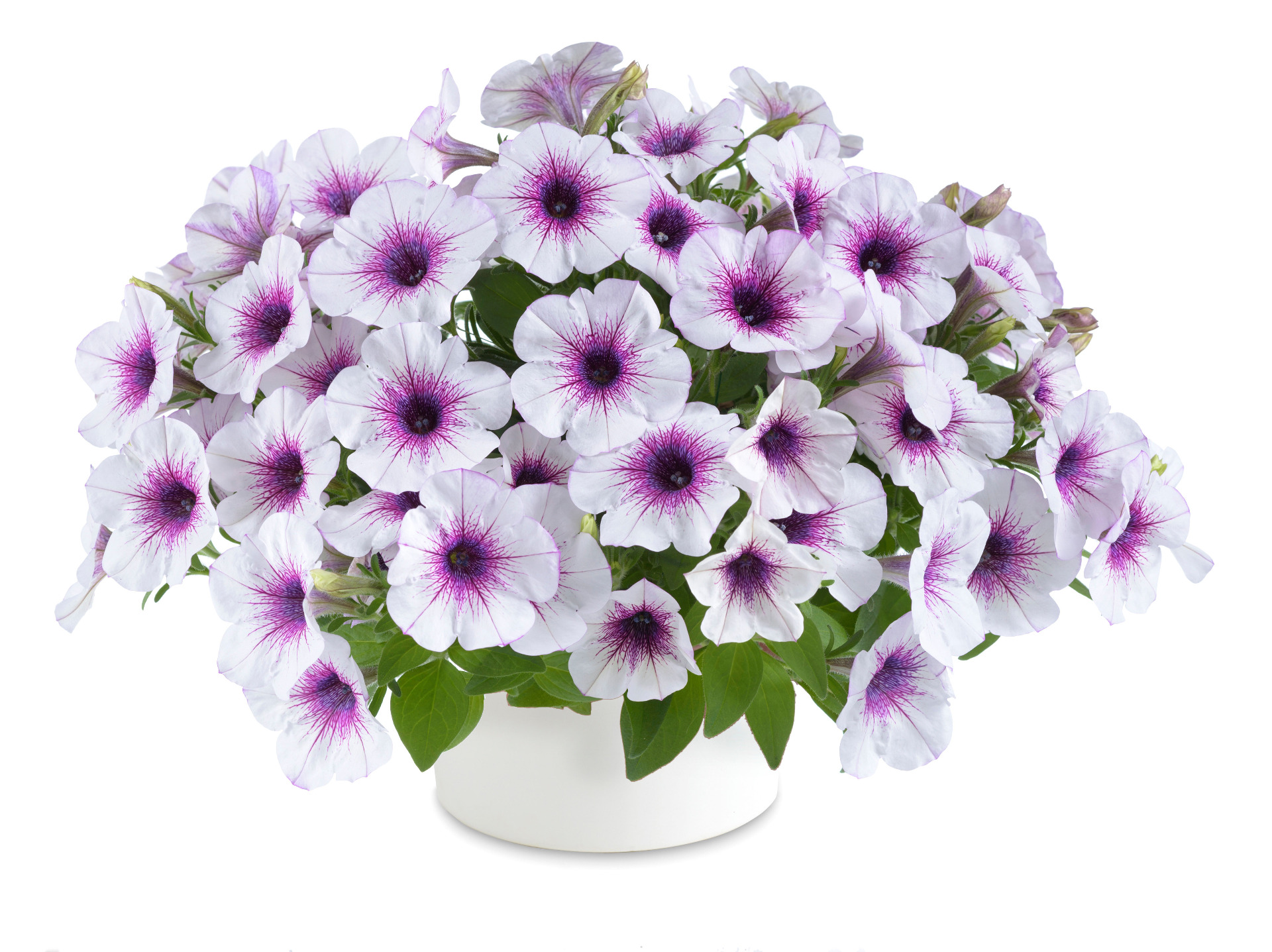 Capella Purple Veins