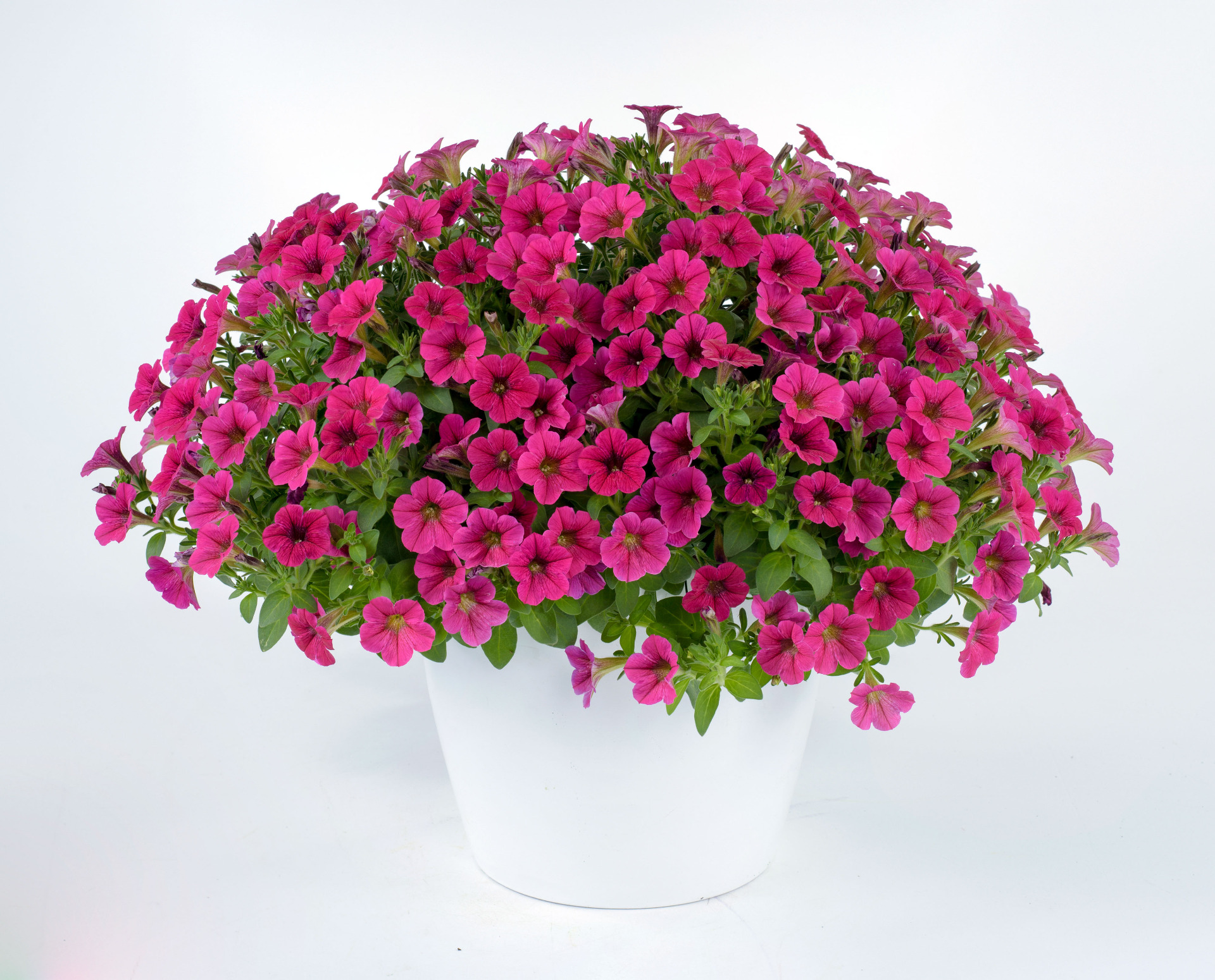 Littletunia Fuchsia