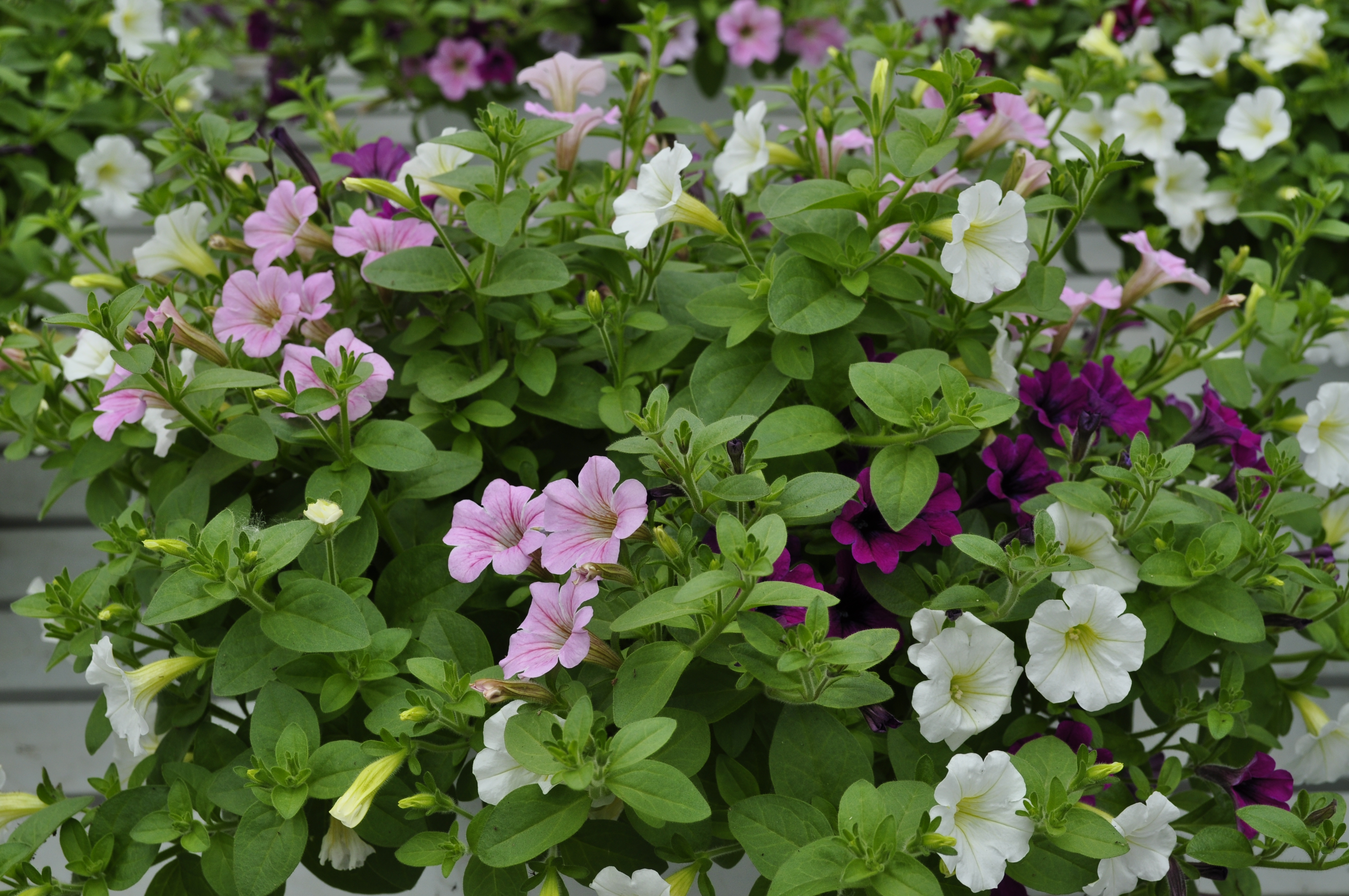 Littletunia Cotton Candy Delight