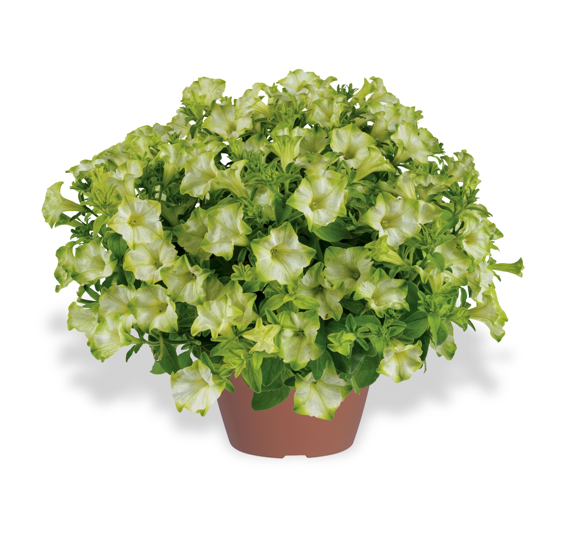 Ray™ Pistachio Cream