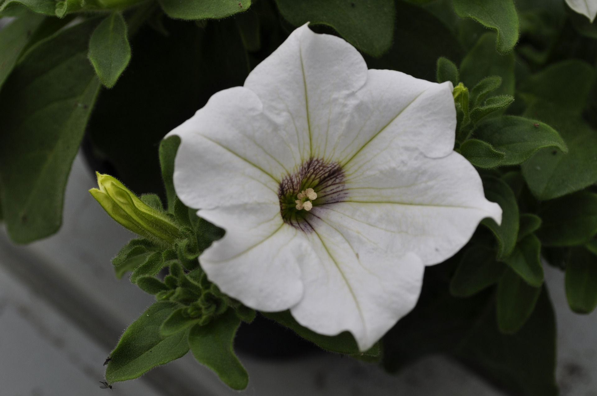 Surfinia White Impr.