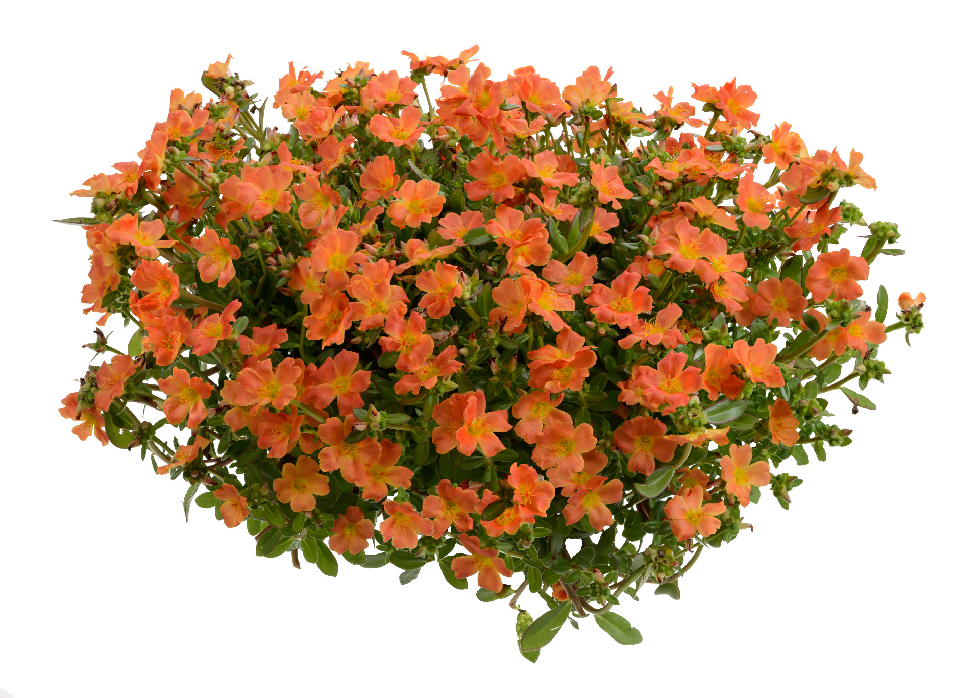 Portulaca Pazzaz Tangerine