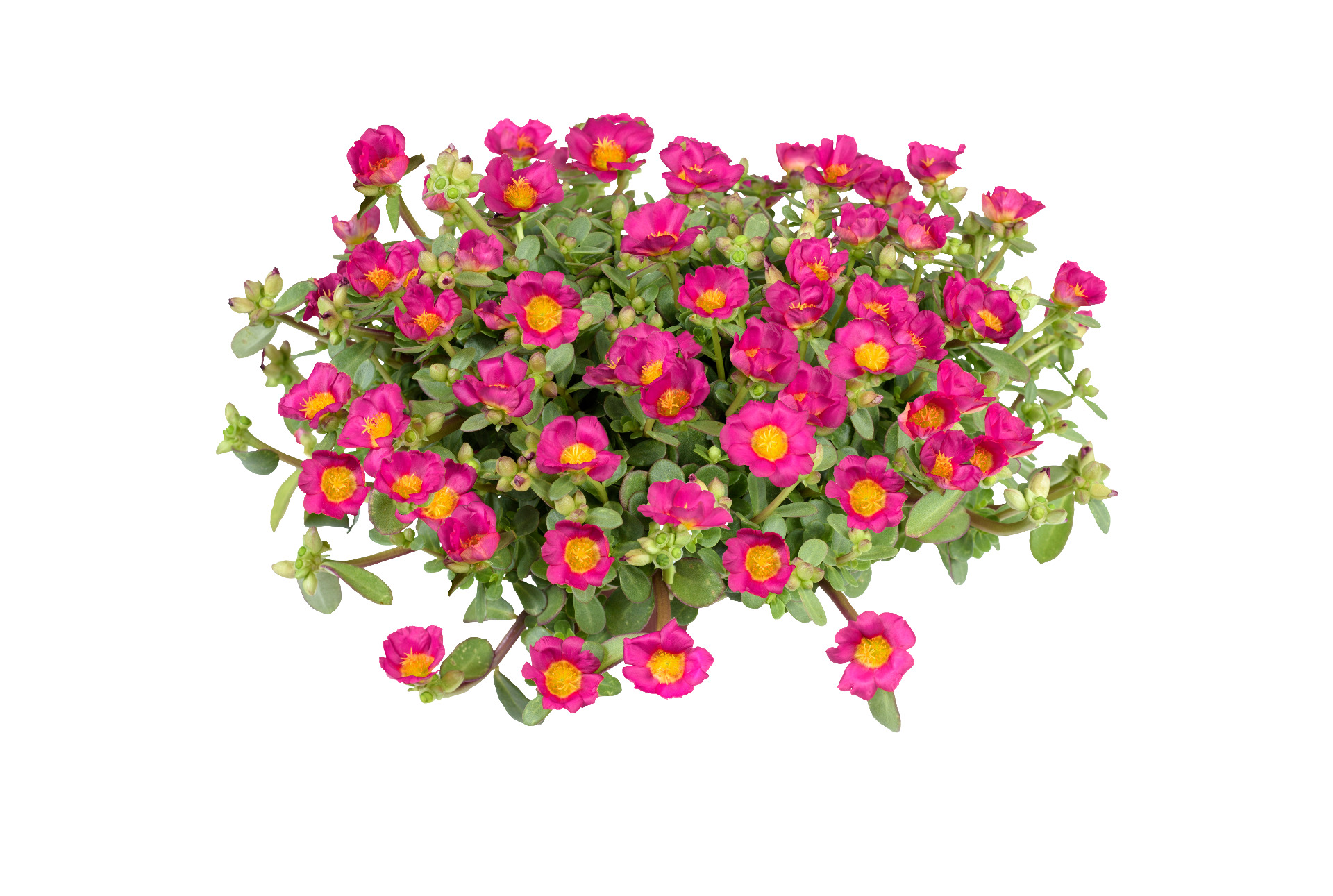 Portulaca Nano Fuchsia