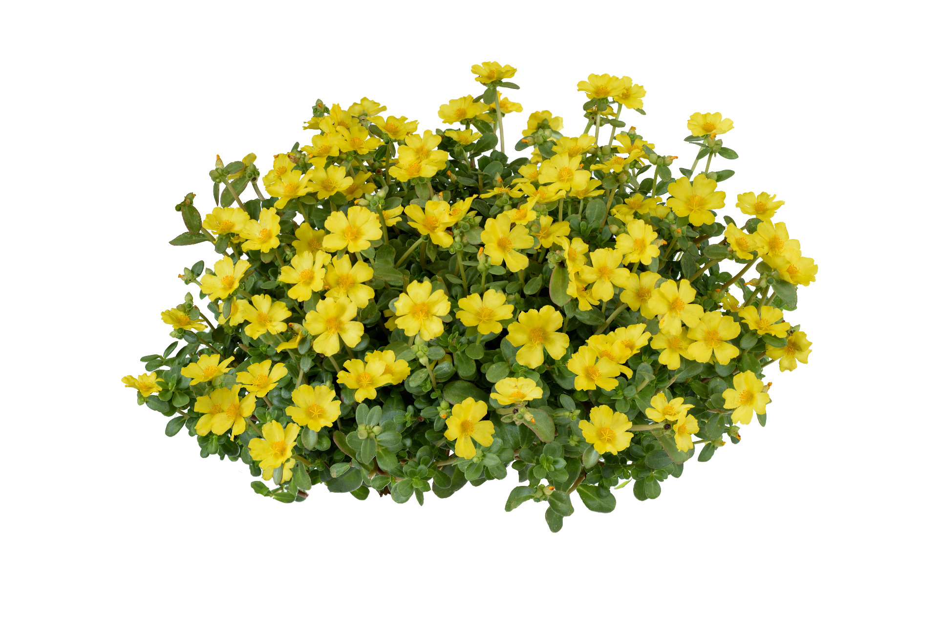 Portulaca Nano Yellow
