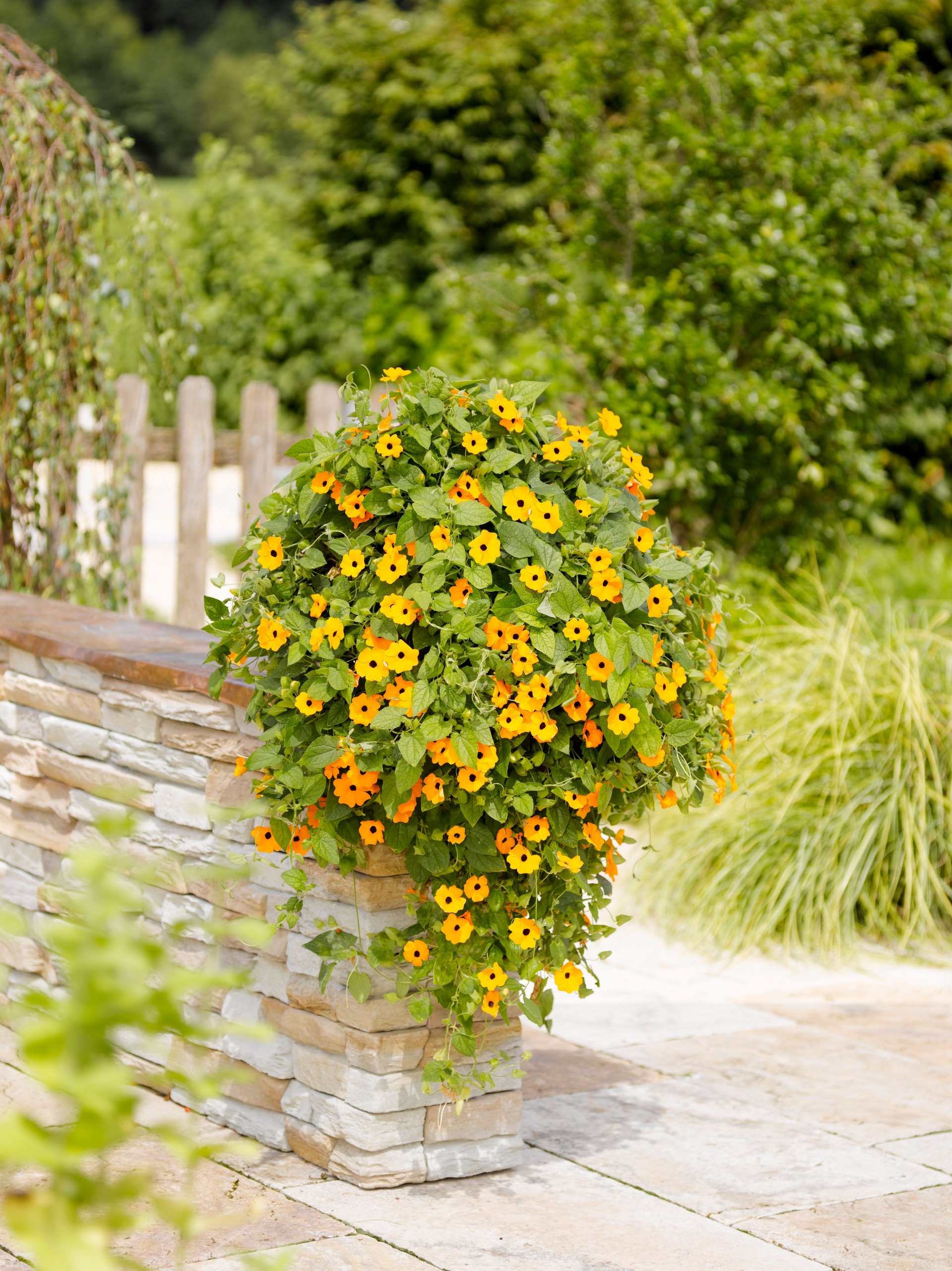 Sunny Susy® New Orange