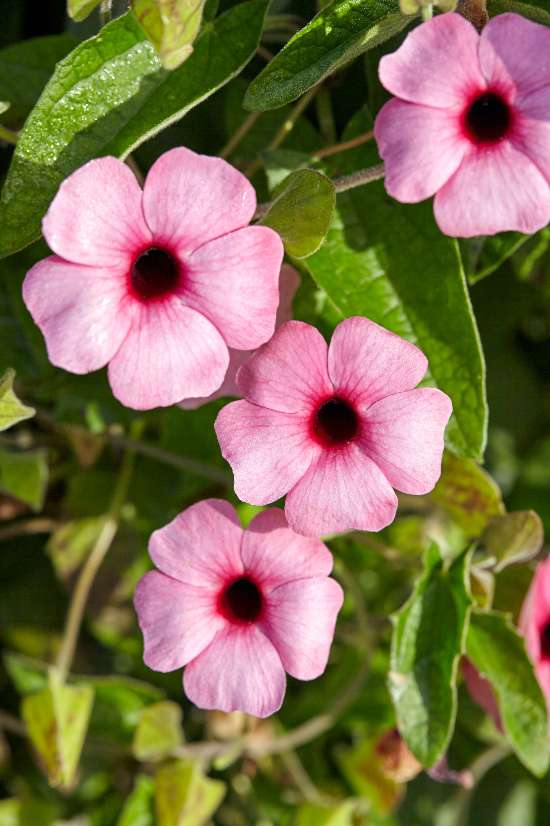 Sunny Susy® Rose Sensation