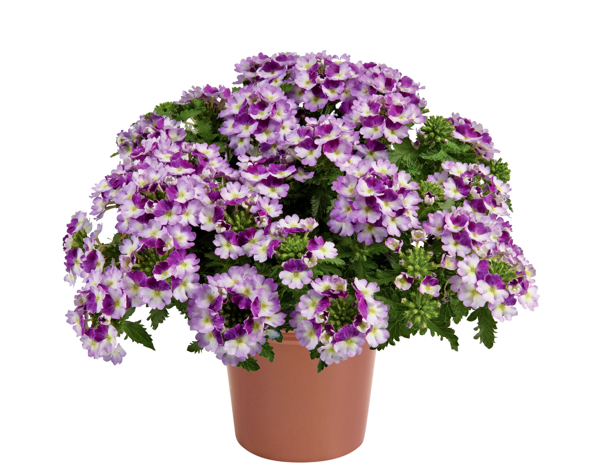 Vanessa Compact Bicolor Purple