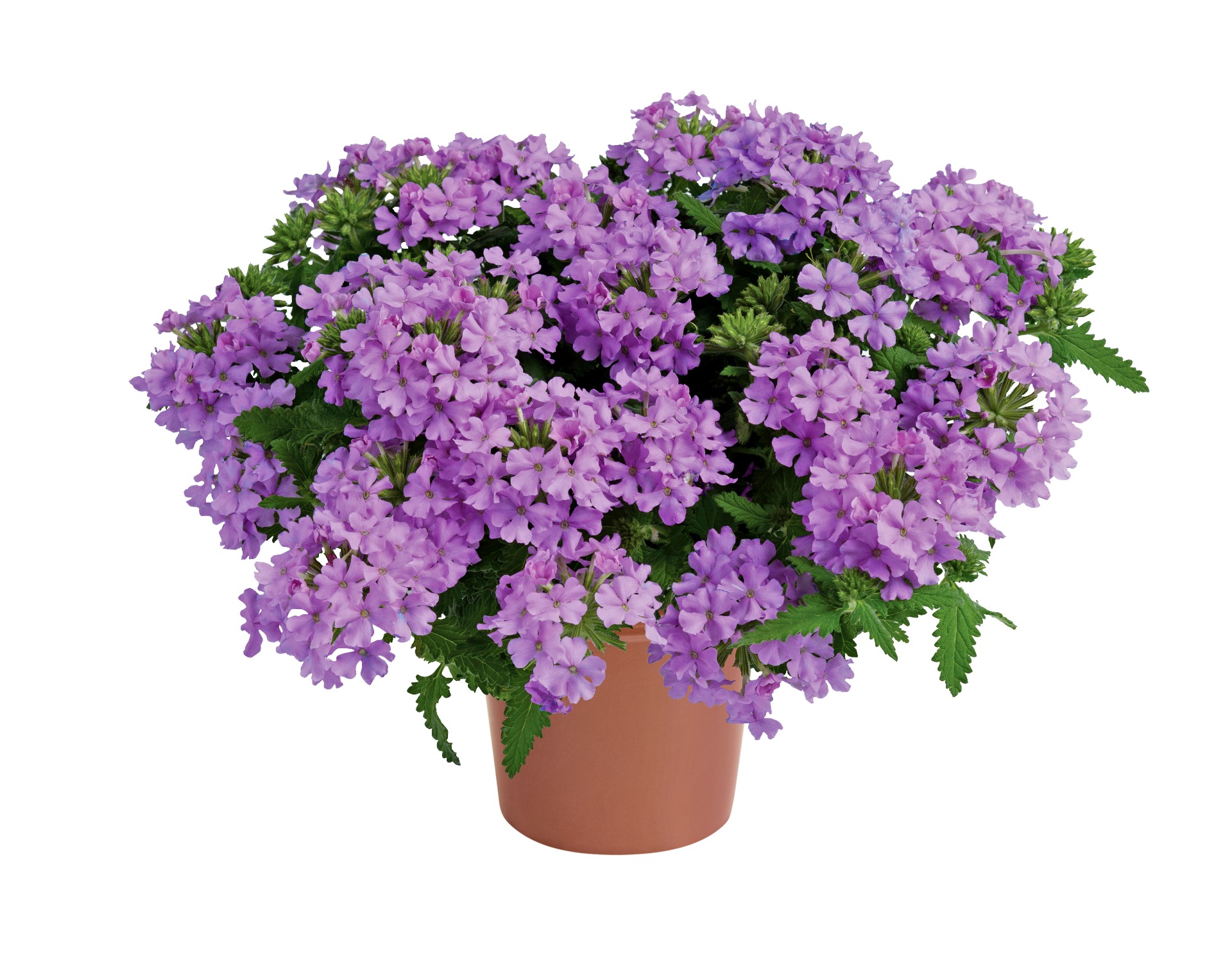 Vanessa Compact Lavender