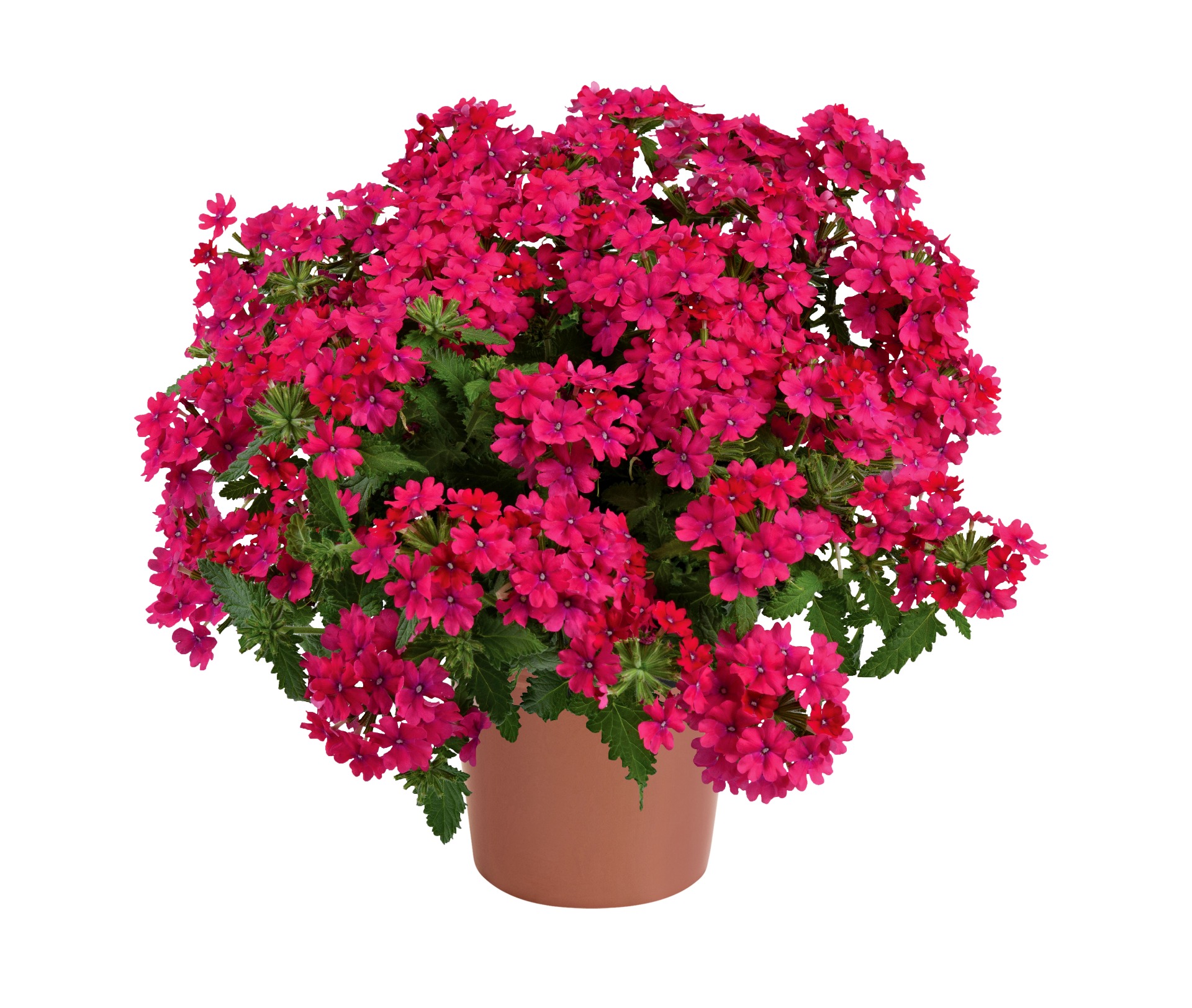 Vanessa Compact Neon Pink