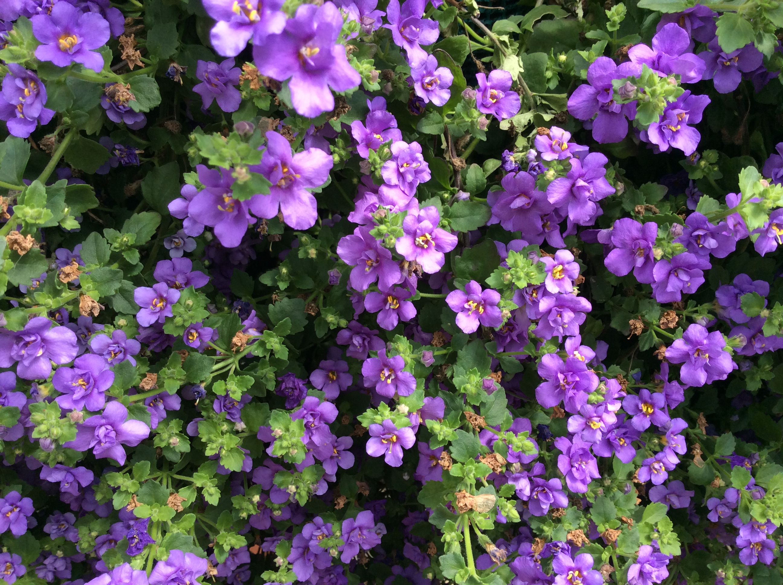 Scopia Double Indigo