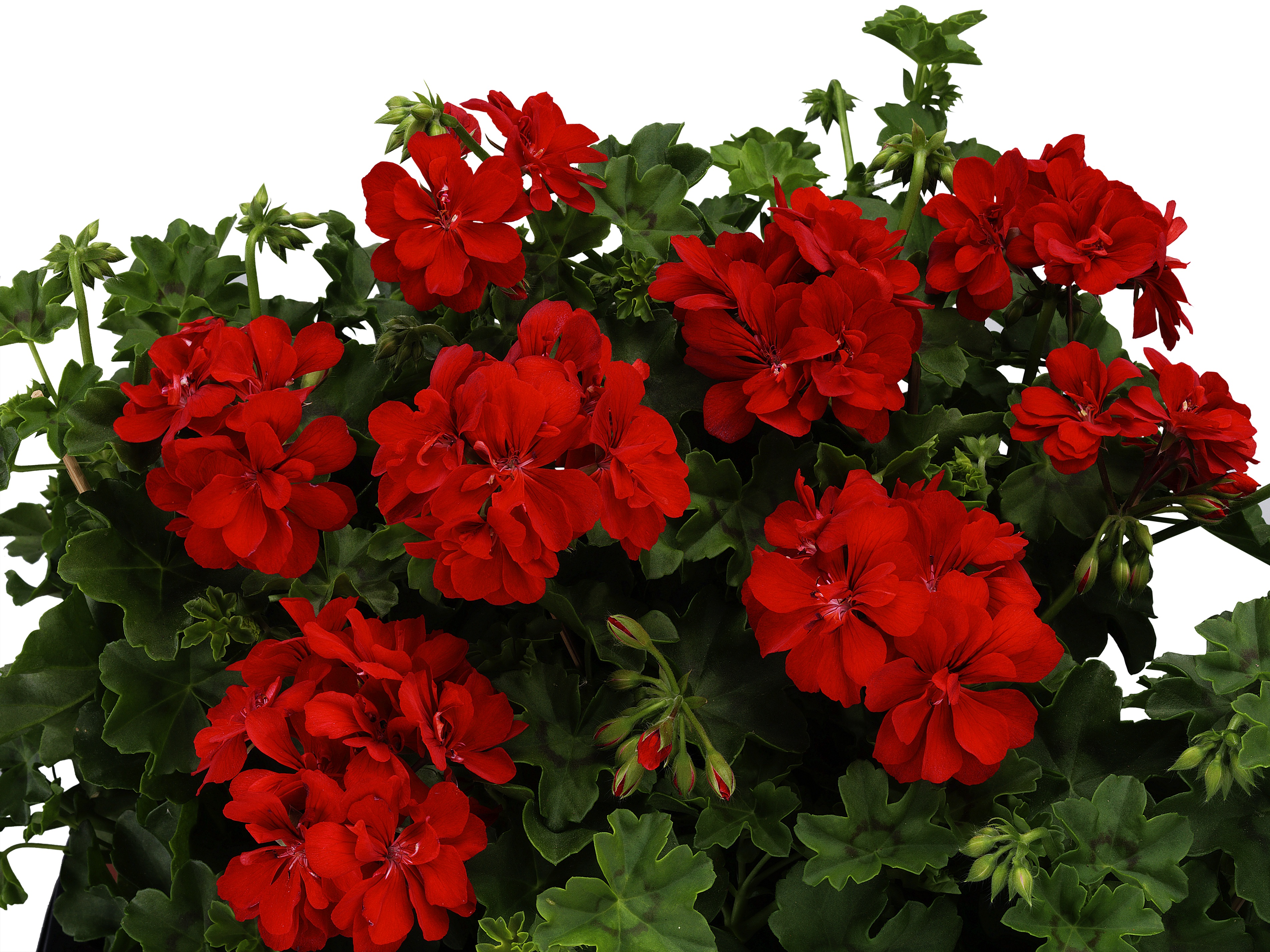 Full House Red (Fire Red)