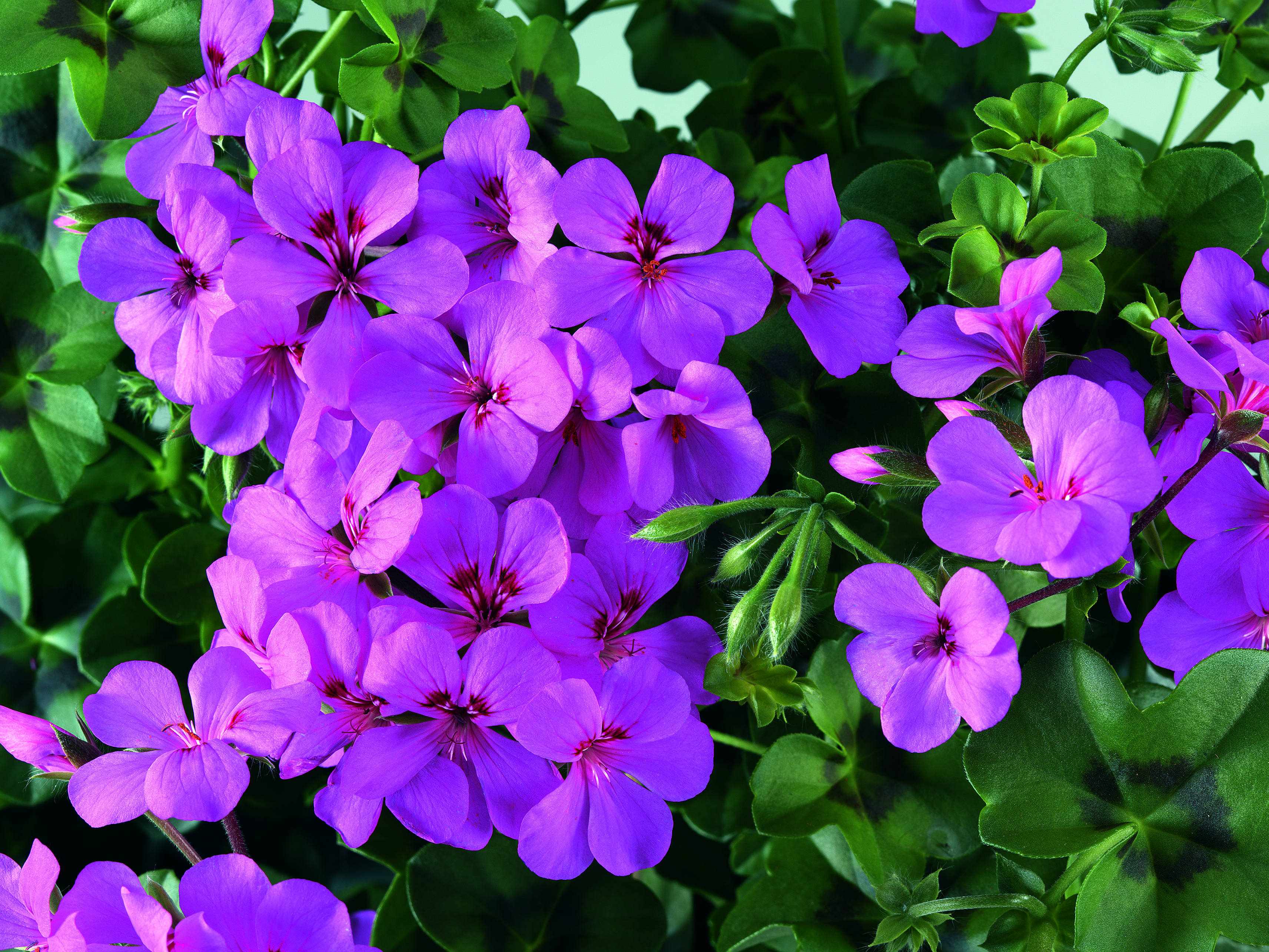 Sunny Girls Amethyst