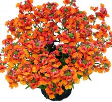 Nemesia