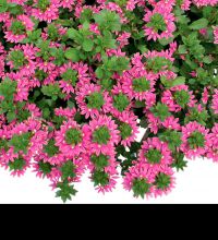 Surdiva Fashion Pink