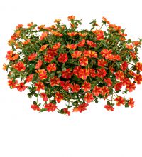 Portulaca Campino Twist Red