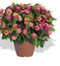 Lantana-Gem-Compact-Pink-Opal