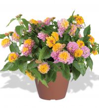 Lantana-Compact-Rose-Quartz