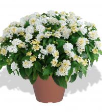 Lantana-Gem-Compact-White-Sapphire