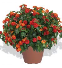 Lantana Gem Compact Orange Fire