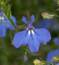 Anabel Brilliant Blue