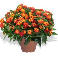 Lantana-Gem-Ruby