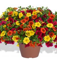 Calibrachoa Hot Fire