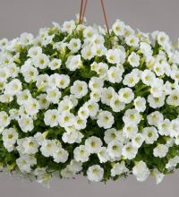 Littletunia White Grace