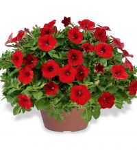 Littletunia Bright Red (Hot Red)