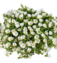 Portulaca Pazzaz White