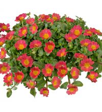 Portulaca  Nano Hot Pink