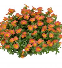 Portulaca Nano Orange