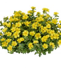 Portulaca Nano Yellow