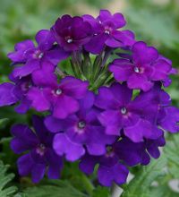 Vepita Blue Violet