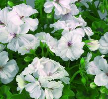 Pelargonium peltatum